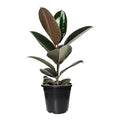 Live Rubber Plant (Ficus elastica) – Air Purifying Indoor Houseplant, Elegant Dark Green Leaves witth plastic pot (Rubber Plant)
