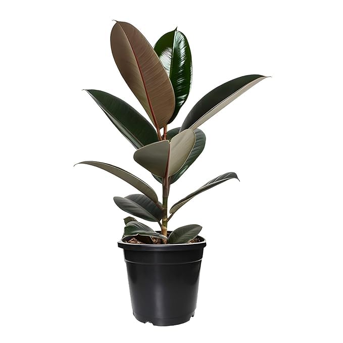 Live Rubber Plant (Ficus elastica) – Air Purifying Indoor Houseplant, Elegant Dark Green Leaves witth plastic pot (Rubber Plant)