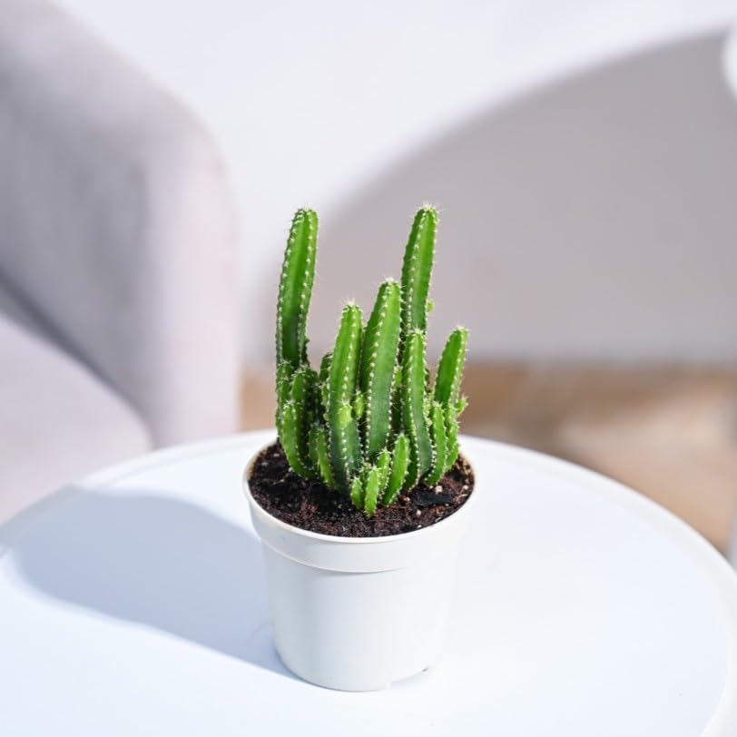 Elongated Cactus with Self Watering Pot