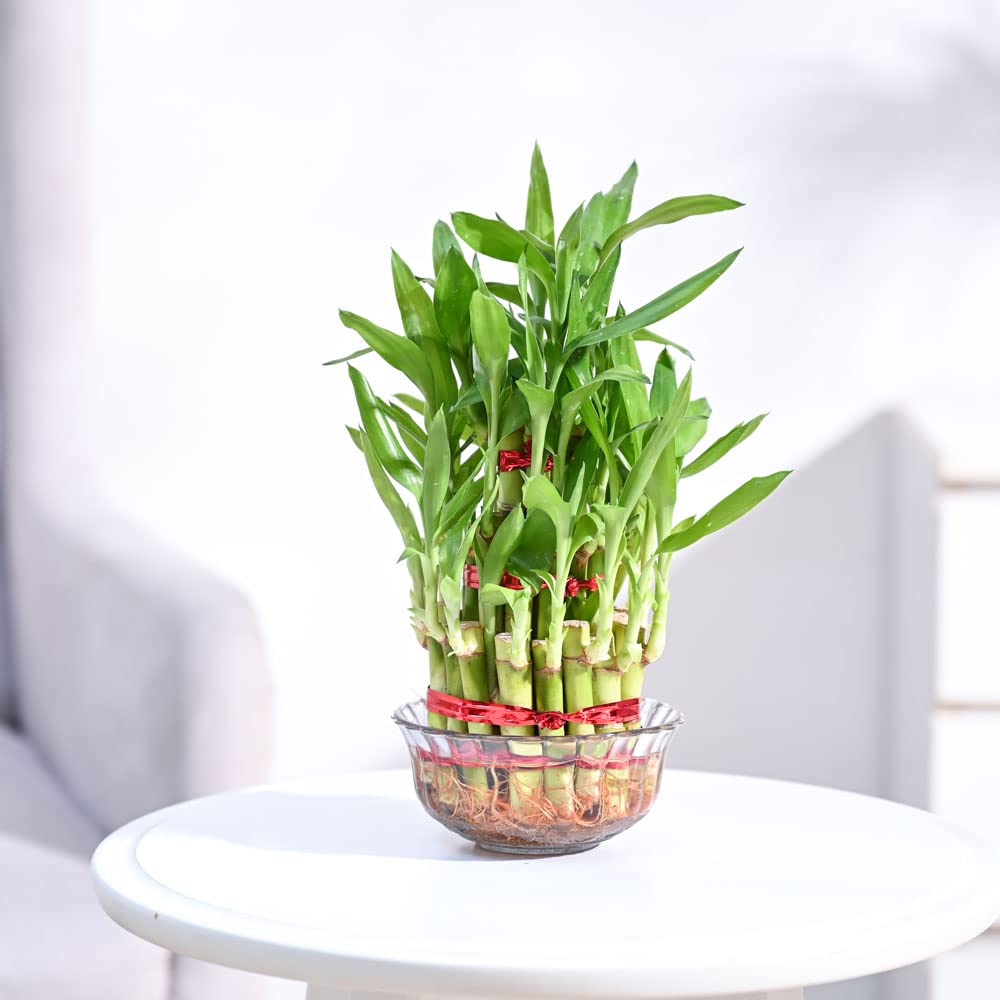Lucky Bamboo 3 Layer Feng Sui Plant (green colour)