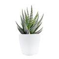 Growing Plants Zebra Haworthia, Succulent Air Purifier Indoor Live Plant Zebra Cactus| Striking Succulent | For Living Room Bedroom Home and Office Dcor | Set of 1 With Black Plastic Pot