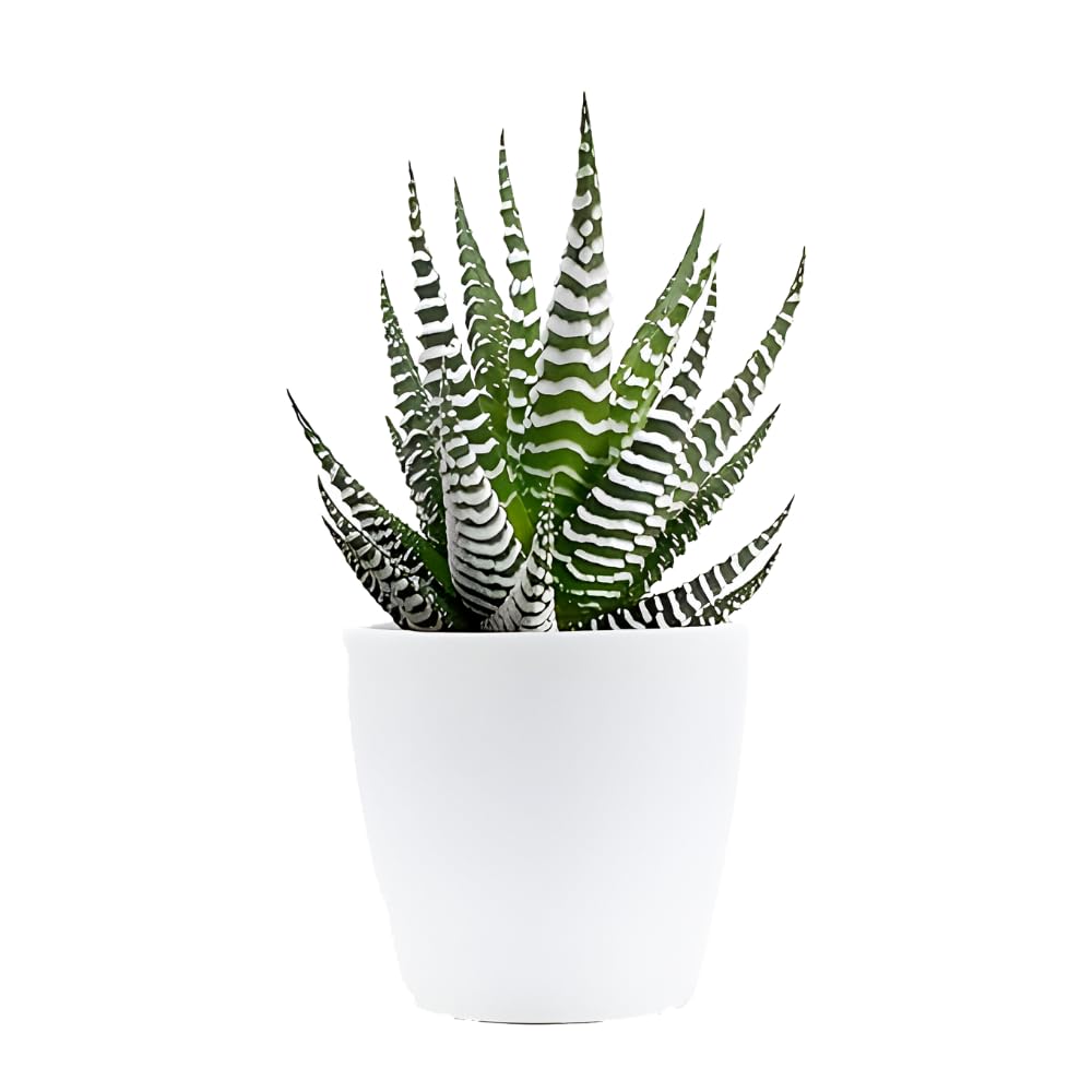 Growing Plants Zebra Haworthia, Succulent Air Purifier Indoor Live Plant Zebra Cactus| Striking Succulent | For Living Room Bedroom Home and Office Dcor | Set of 1 With Black Plastic Pot