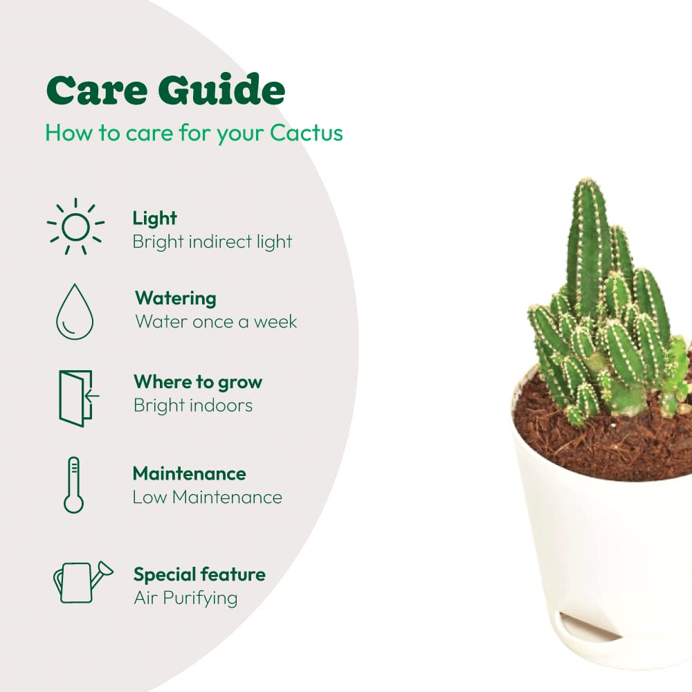 earth Cereus fairy castle Cactus 1 live plant