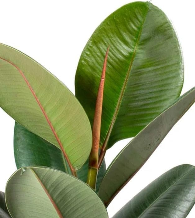 Live Rubber Plant (Ficus elastica) – Air Purifying Indoor Houseplant, Elegant Dark Green Leaves witth plastic pot (Rubber Plant)
