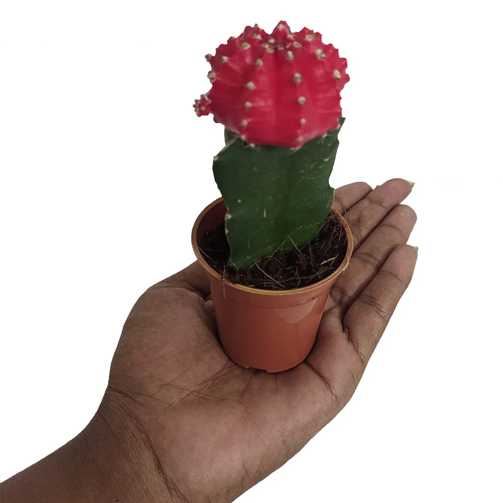 Red Moon Cactus Live Plant | Small Indoor Desk Plant with Pot for Home, Office, Table Décor & Gifting