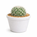 Snow Ball Cactus Live Plant (Mammillaria bocasana) in White Pot | Low Maintenance Indoor Cactus for Home Decor, Office Desk, Study Table, Bedroom Shelf & Gift Plant