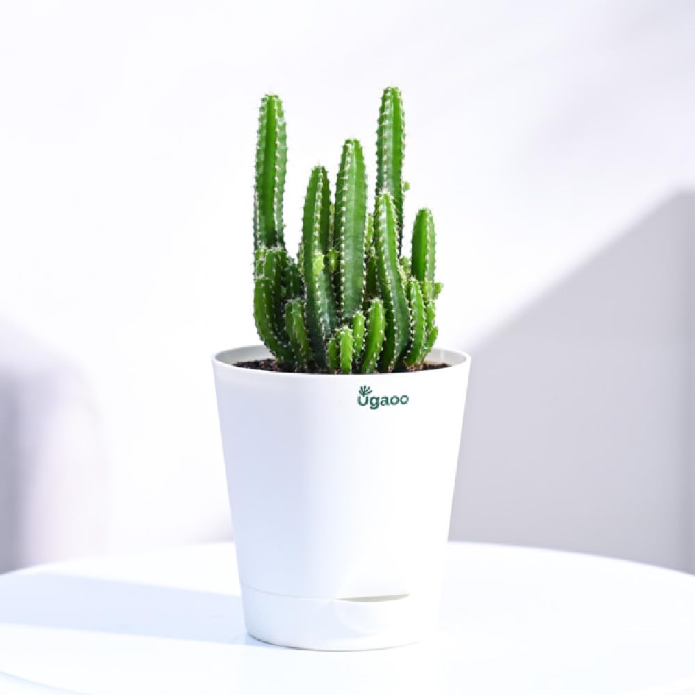 Elongated Cactus with Self Watering Pot