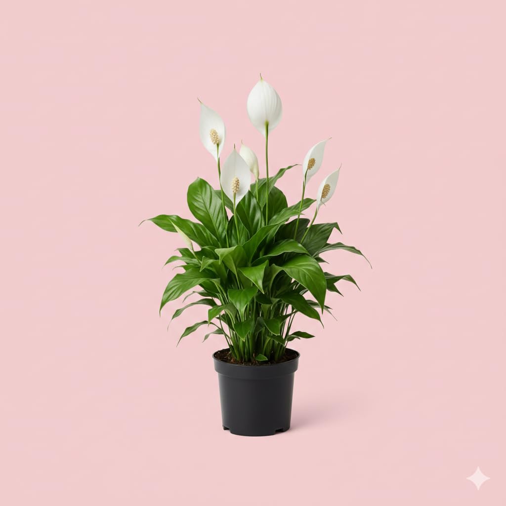 Peace Lily Combo Plant | Live Indoor Flowering Spathiphyllum | Air Purifying Houseplant for Home and Office | Low Maintenance Decorative Plant for Gifting With Pot (PEACE LILY)