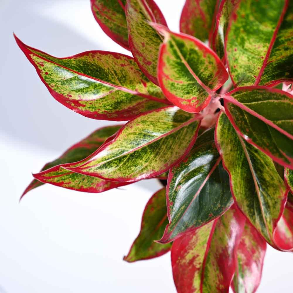 Aglaonema Lipstick Plant with Gro Pot | Indoor Plant for Home Decor | Live Indoor Plant for Living Room, Home Garden & Office