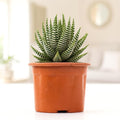 Zebra Cactus (Haworthiopsis attenuata): Discover the Charm and Benefits of this Striking Succulent | Zebra Cactus, Zebra Haworthia, Zebra Plant With Pot | Ideal For Indoor And Outdoor