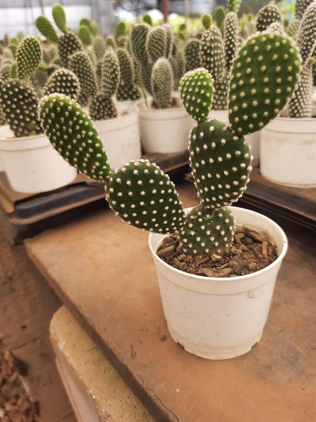 Mickey Mouse Ear Cactus Rare Succulent