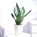 Sansevieria Superba Green Snake Plant with Self Watering Pot