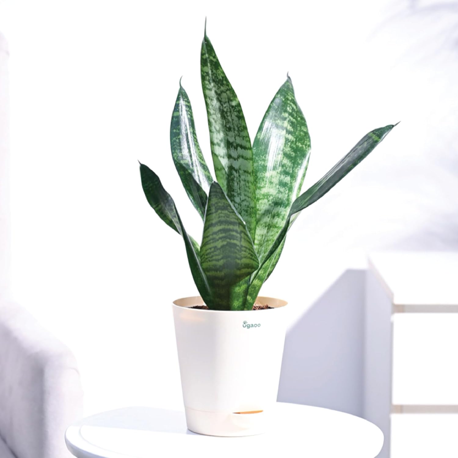 Sansevieria Superba Green Snake Plant with Self Watering Pot