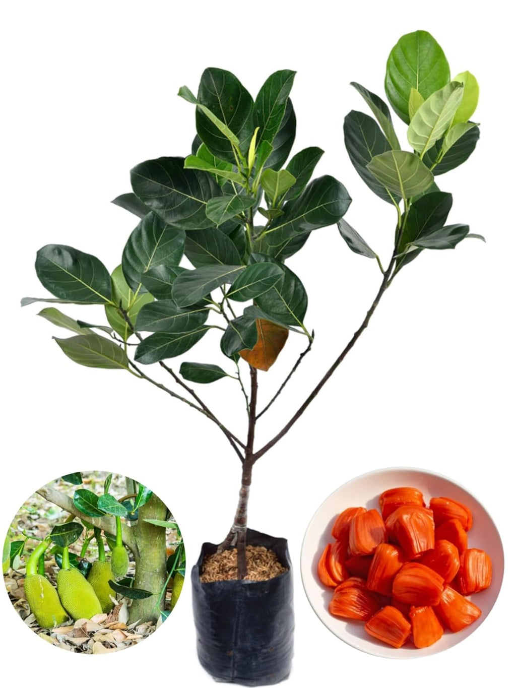 Red Jackfruit Plant - Vietnam All Season Grafted Daeng Surya Fruit Tree Height 2-3 Feet, Pack of 1 Plant