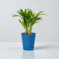 Ma Lakshmi Live Areca Palm Plant In self watering pot | Indoor Decorative House Office, Table, Kitchen & Desk Decor | Best Plant For Balcony & Garden (Blue Self Watering Pot)