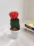 Red Moon Cactus Live Plant | Small Indoor Desk Plant with Pot for Home, Office, Table Décor & Gifting