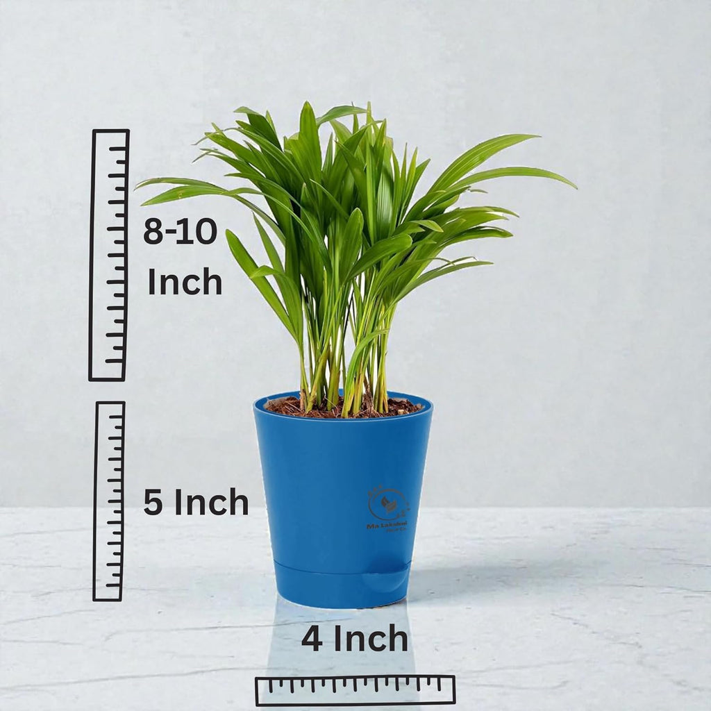 Ma Lakshmi Live Areca Palm Plant In self watering pot | Indoor Decorative House Office, Table, Kitchen & Desk Decor | Best Plant For Balcony & Garden (Blue Self Watering Pot)