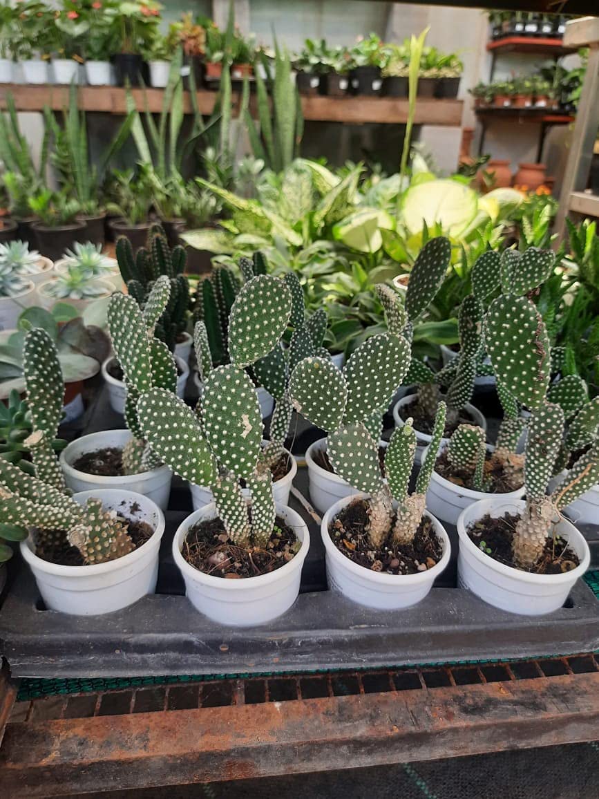 Mickey Mouse Ear Cactus Rare Succulent