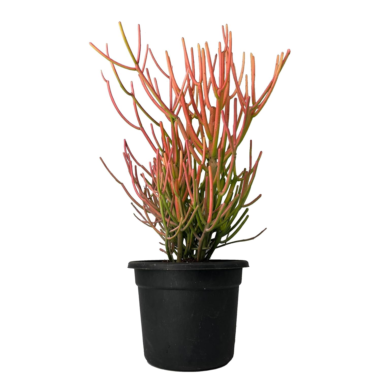 firestick Euphorbia tirucalli Pencil Cactus Plant in Black Plastic Pot, Indoor Succulent, Pink-Green Stems