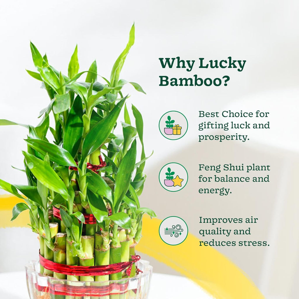 Lucky Bamboo 3 Layer Feng Sui Plant (green colour)