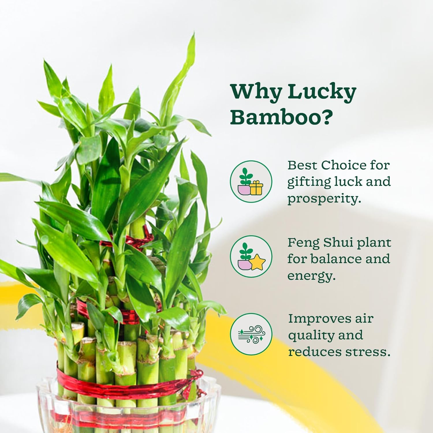 Lucky Bamboo 3 Layer Feng Sui Plant (green colour)