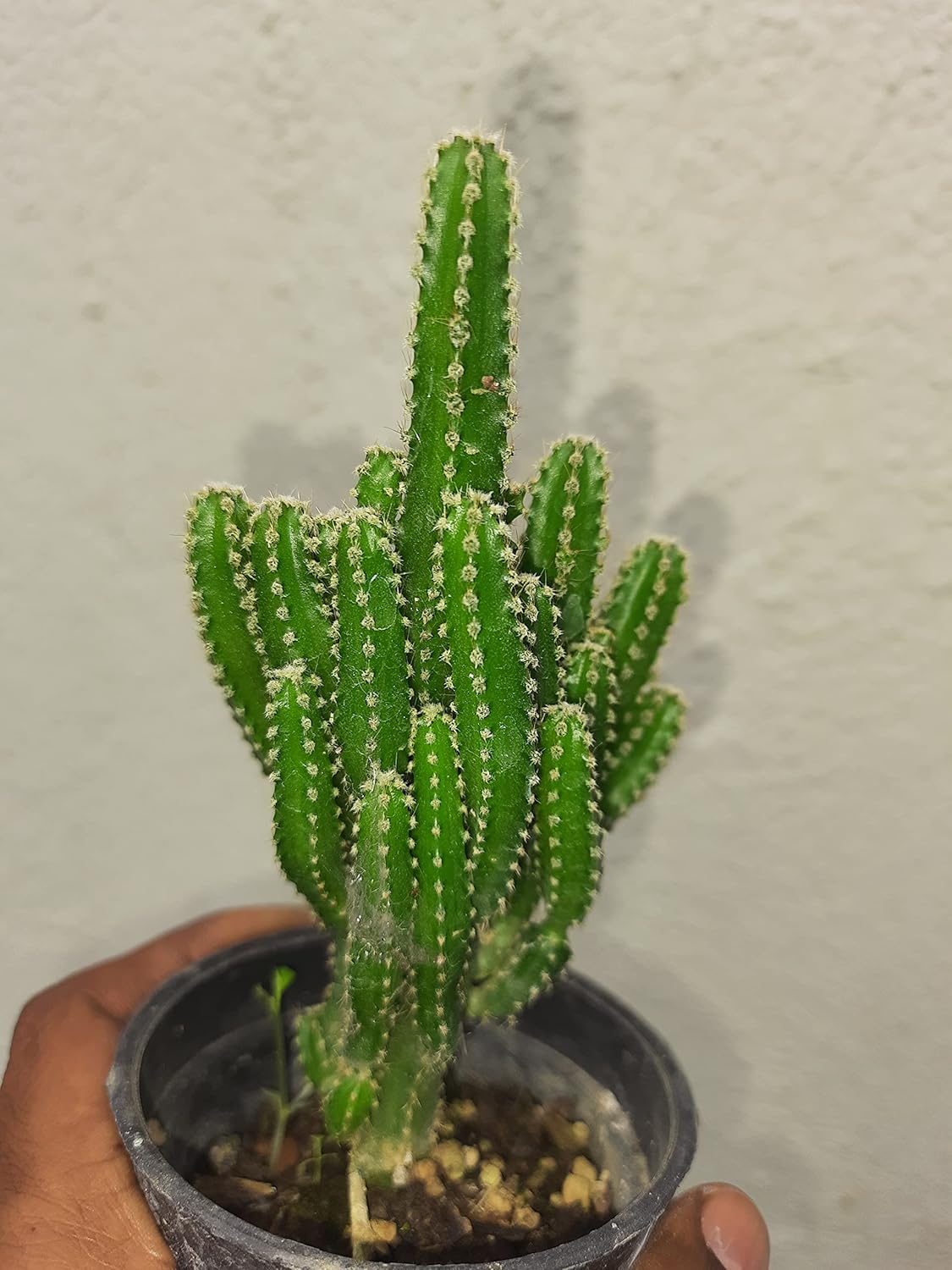 green earth Cereus fairy castle Cactus 1 live plant