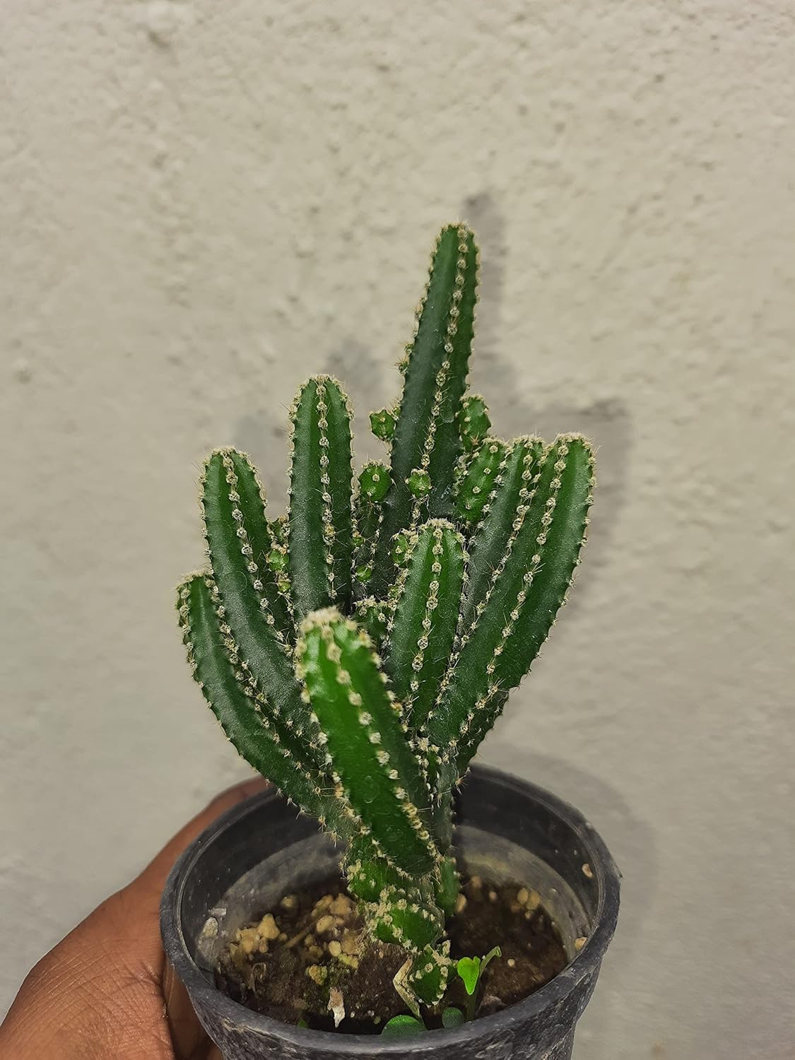 earth Cereus fairy castle Cactus 1 live plant