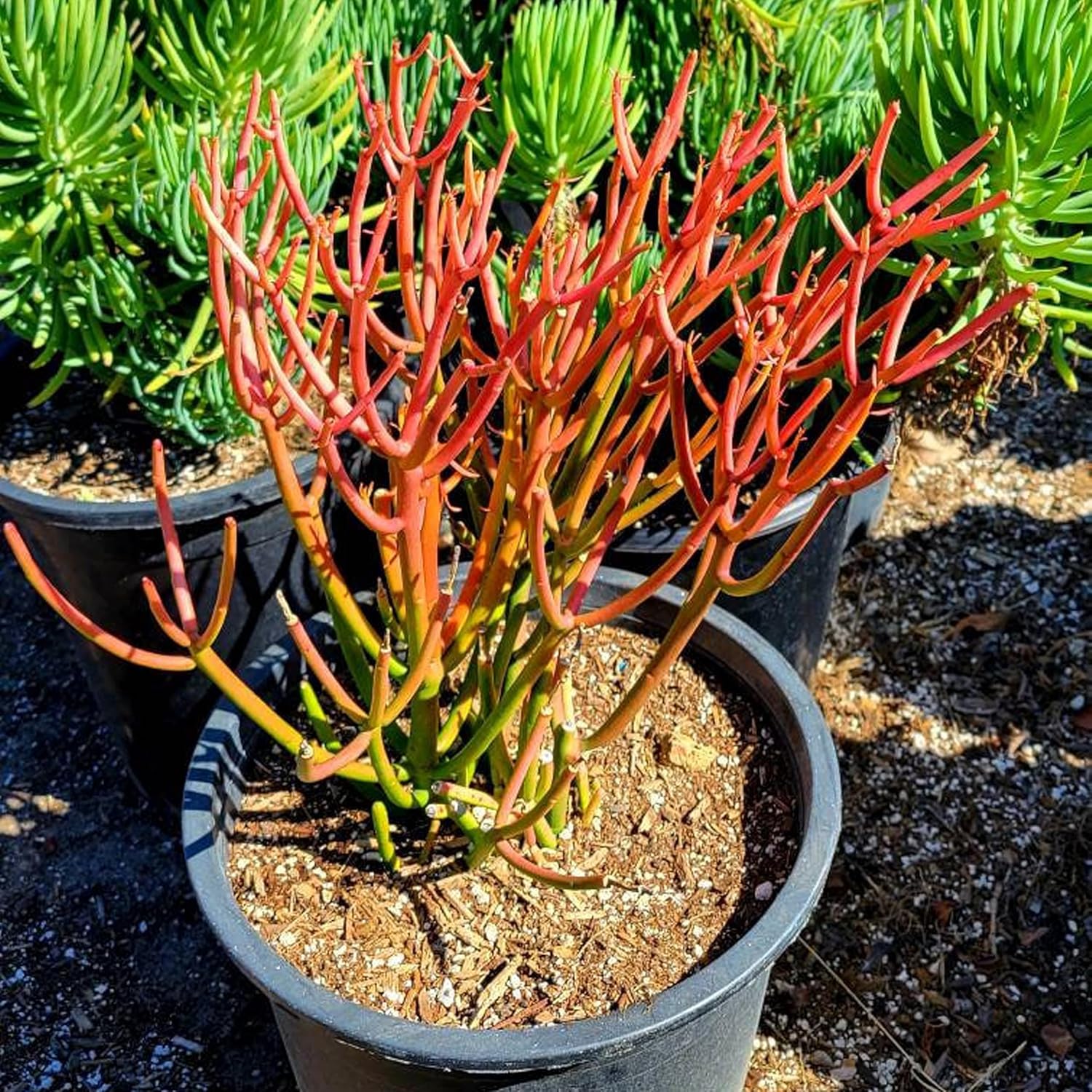 firestick Euphorbia tirucalli Pencil Cactus Plant in Black Plastic Pot, Indoor Succulent, Pink-Green Stems