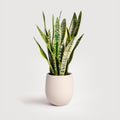 Superba Green Snake Plant with Self Watering Pot