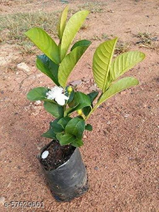 All time Hybrid green guava sweet tree plant