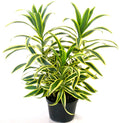 Dracaena Reflexa Live Plant Song of india without pot