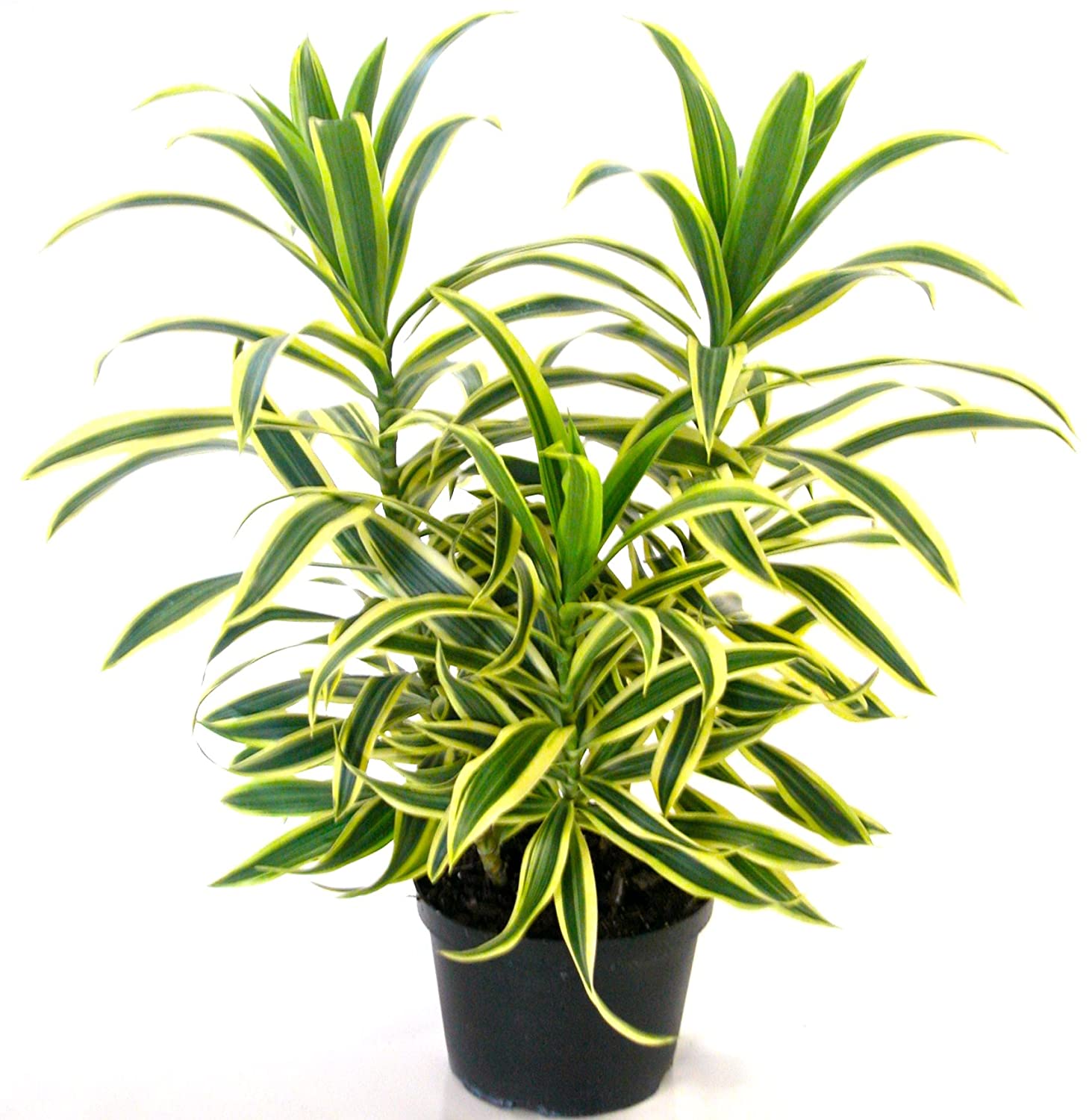 Dracaena Reflexa Live Plant Song of india without pot