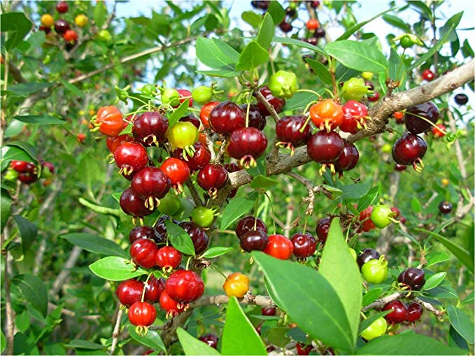 CHERRY PLANT One Healthy Live Grefted Sweet Red Barbara Cherry Plant Hight 2 Feet Outdoor Home Garden
