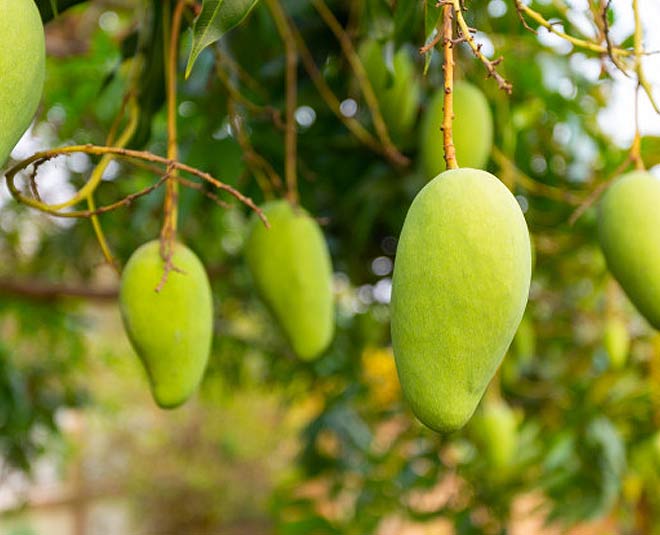 Dasheri mango plant" variety | Healthy and well Grafted (you get fruit planting after 6 month)