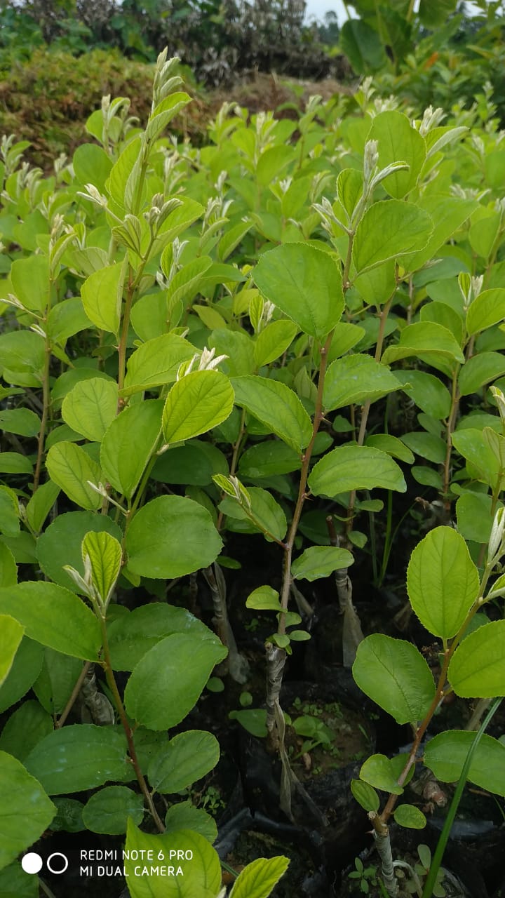 India Apple Ber Plant (GRAFTED) Jujube Fruit, Lal Kul "New Variety"