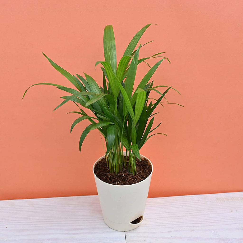Areca Palm Air Purifier Natural Live Plant