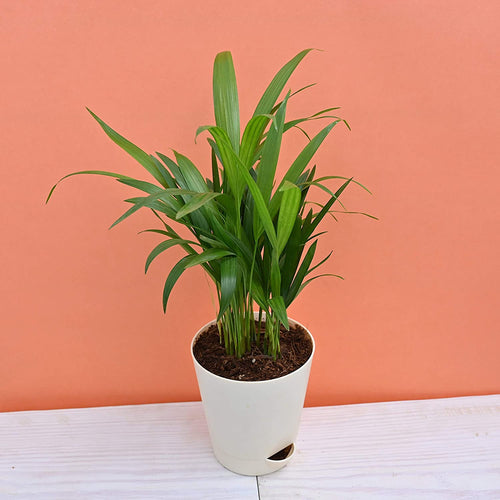 Areca Palm Air Purifier Natural Live Plant