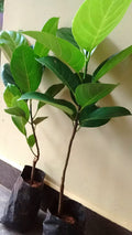 Jackfruit plant big size,Big size plant for Jack fruit (Pack of 2 Healthy live plant)
