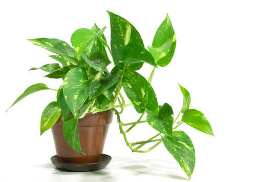Good Luck Money Plant Real Live Money Plant Golden Pothos Plant Air Purifying Plant Indoor Plant for Home and Garden without pot