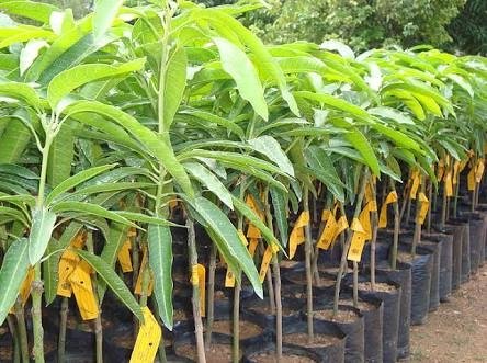 Dasheri mango plant" variety | Healthy and well Grafted (you get fruit planting after 6 month)