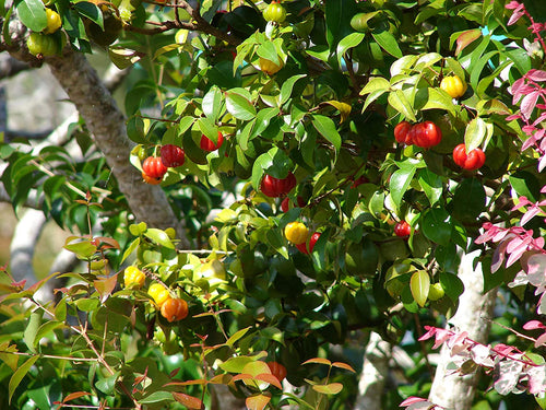 CHERRY PLANT One Healthy Live Grefted Sweet Red Barbara Cherry Plant Hight 2 Feet Outdoor Home Garden