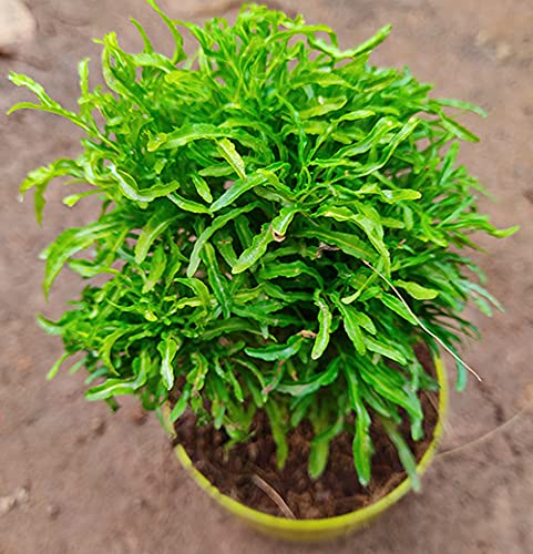 Ball Aralia Golden Plant | Indoor Plant | Vibrant Foliage for Home Decor | Healthy and Thriving | Perfect for Any Indoor Space/pack of 1
