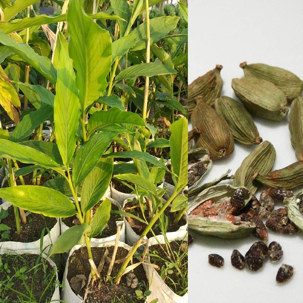 Elaichi (Mysore) Plant|Cardamom Fruit Tree | Pack of 1 Plant | Fruiting Start Within 1 Year,
