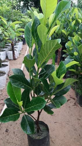 Red Jackfruit Plant - Vietnam All Season Grafted Daeng Surya Fruit Tree Height 2-3 Feet, Pack of 1 Plant