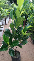 Red Jackfruit Plant - Vietnam All Season Grafted Daeng Surya Fruit Tree Height 2-3 Feet, Pack of 1 Plant