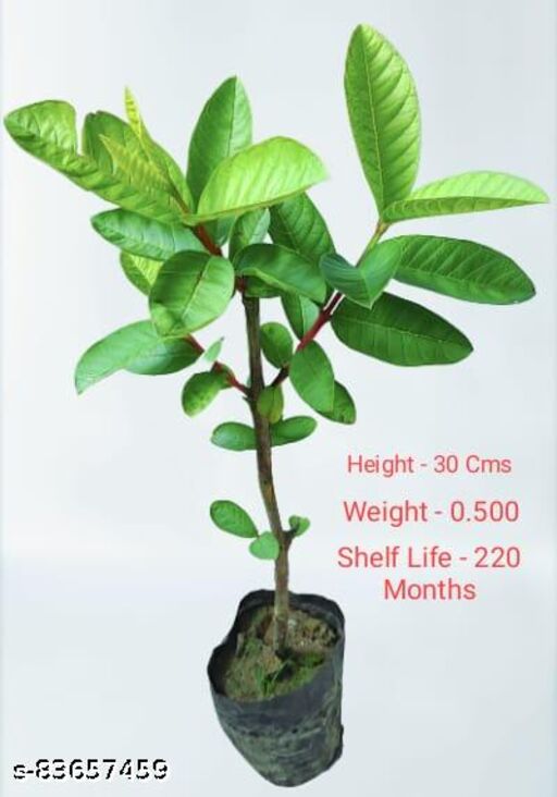 All time Guava/Amrud plant