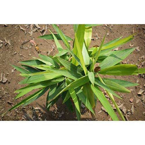 Elaichi (Mysore) Plant|Cardamom Fruit Tree | Pack of 1 Plant | Fruiting Start Within 1 Year,