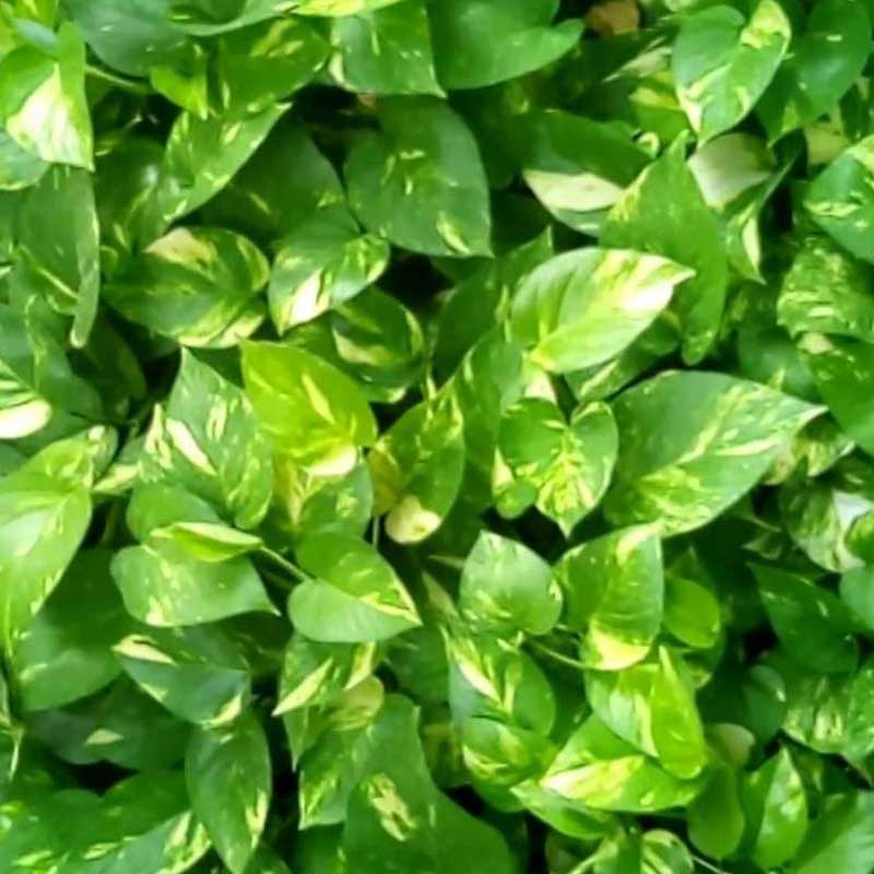 Good Luck Money Plant Real Live Money Plant Golden Pothos Plant Air Purifying Plant Indoor Plant for Home and Garden
