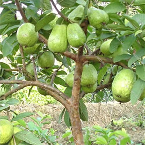 Guava plants are excellent for home gardens and health, producing nutritious, vitamin C-rich fruit that boosts immunity, aids digestion (fiber), supports heart/blood sugar health, and offers anti-cancer antioxidants like lycopene|