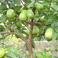 Guava plants are excellent for home gardens and health, producing nutritious, vitamin C-rich fruit that boosts immunity, aids digestion (fiber), supports heart/blood sugar health, and offers anti-cancer antioxidants like lycopene|